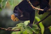 Black howler monkey (Alouatta caraya) feeding on leaves, rain forest, Soberania NP, Panama