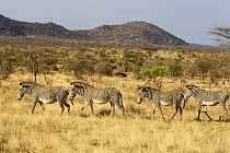 Grevy zebra (Equus grevyi) walking in a line, Samburu, Kenya, September 2008