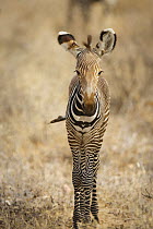 Grevy zebra (Equus grevyi) baby, Samburu, Kenya