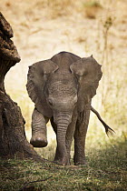 Young African elephant (Loxodonta africana) playing at the base of a tree, Samburu, Kenya