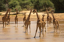 Reticulated giraffes (giraffa camelopardalis reticulata) crossing a river, Samburu, Kenya, September 2008