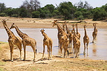 Reticulated giraffes (giraffa camelopardalis reticulata) crossing a river, Samburu, Kenya, September 2008