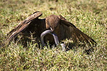 Brown snake eagle (Circaetus cinereus) killing a Cobra, Lake Nakuru NP, Kenya