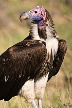 Lappet-faced vulture (Torgos tracheliotus) portrait, Masai Mara, Kenya