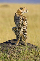 Female Cheetah (Acinonyx jubatus) with cub standing between legs, Masai Mara, Kenya