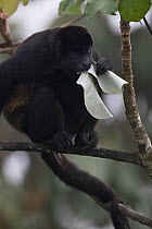 Black howler monkey (Alouatta caraya) eating a leaf, Soberania NP, Panama