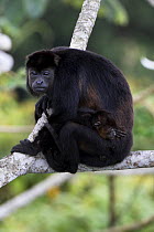 Black howler monkey (Alouatta caraya) mother and baby, Soberania NP, Panama