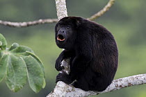 Black howler monkey (Alouatta caraya) male howling, Soberania NP, Panama