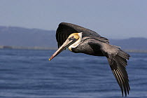 Brown pelican (Pelecanus occidentalis) flying, off the west coast of Redondo Beach, California, USA