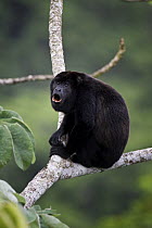 Black howler monkey (Alouatta caraya) male howling, Soberania NP, Panama