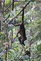 Black howler monkey (Alouatta caraya) female hanging by tail to reach food with baby sitting below, Soberania NP, Panama