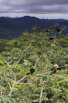 Black howler monkey (Alouatta caraya) family in canopy with Panama city in the distance, Soberania NP, Panama
