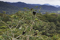 Black howler monkey (Alouatta caraya) family in canopy with Panama city in the distance, Soberania NP, Panama, November 2008