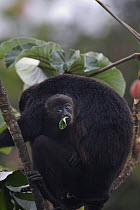 Black howler monkey (Alouatta caraya) baby looking out from under mothers arm, eating leaf, Soberania NP, Panama