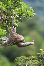 Three toed sloth (Choloepus hoffmani) reaching for new growth, Soberania NP, Panama