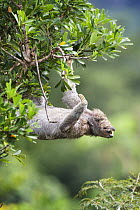 Three toed / Brown throated sloth (Bradypus variegatus) reaching for new growth, Soberania NP, Panama