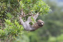 Three toed / Brown throated sloth (Bradypus variegatus) clinging to tree, Soberania NP, Panama