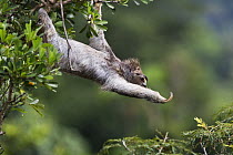 Three toed / Brown throated sloth (Bradypus variegatus) reaching for the new growth, Soberania NP, Panama