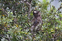 Three toed / Brown throated sloth (Bradypus variegatus) in tree, Soberania NP, Panama