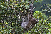 Three toed / Brown throated sloth (Bradypus variegatus) hanging from branch, Soberania NP, Panama