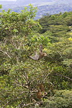 Three toed / Brown throated sloth (Bradypus variegatus) in forest canopy, Soberania NP, Panama, November 2008