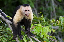 White-faced capuchin (Cebus capucinus) eating a banana, Panama