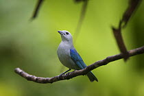 Blue-gray tanager (Thraupis episcopus) perched, Panama
