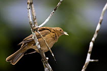 Clay coloured robin (Turdus grayi) perched, Panama