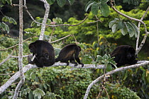Four Black howler monkeys (Alouatta caraya) on branch, including a mother with baby, Soberania NP, Panama
