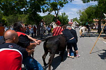 Traditional "Abrivado" game, in which riders herd bulls into an enclosure while men on foot try to distract the horses and allow the bulls to escape, Camargue, France, June 2008