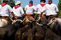 Traditional "Abrivado" game, in which riders herd bulls into an enclosure while men on foot try to distract the horses and allow the bulls to escape, Sambuc, Camargue, France, July 2008