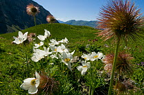 Narcissus anemone {Anemone narcissiflora} in flower, Ubaye, Alps, France