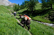 Hiker walking with his pack donkeys / mules in the Ubaye valley, Alps, France, September 2008