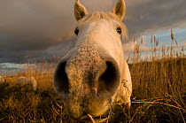 Close up of nostrils of White horse of the Camargue on wetlands, Camargue, France, January 2009