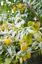 Lemon tree (Citrus lemon) under snow in Camargue, France, January 2009