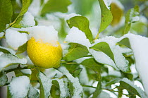 Lemon tree (citrus lemon) under snow in Camargue, France, January 2009