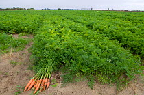 Carrots (Daucus carota) growing in Camargue, France, October 2008
