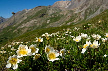 Mountain avens {Dryas octopetala} flowering in alpine meadow, Ubaye, Alps, France, July 2008
