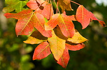 Montpellier maple tree leaves {Acer monspelliensis} Camargue, France, November