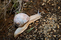 Edible snail (Helix pomatia) Auvergne, France, August