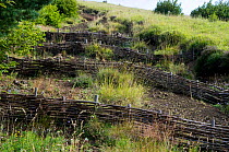 Wooden fences "Fascines" used to counter erosion in the Park Naturel Regionel des Volcans, Auvergne, France, August 2008