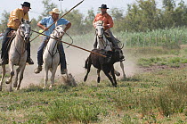 Traditional game played by runners and mounted riders chasing young cattle, Sambuc, Camargue, France, July 2008