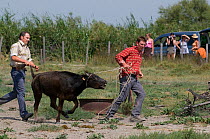 Traditional game played by runners and mounted riders chasing young cattle, Sambuc, Camargue, France, July 2008