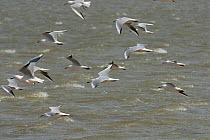 Slender billed gulls (Chroicocephalus genei) in flight over sea, Camargue, France, April