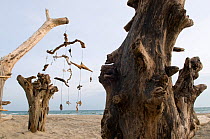 Modern art sculptures made from drift wood on Arles beach, Camargue, France, May 2008