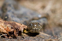 Viperine snake {Natrix maura} Camargue, France, October
