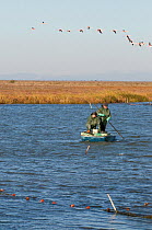 Fishermen fishing in the Camargue with Flamingos flying overhead, Camargue, France, November 2008