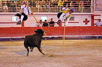 "Recortadores" / Bull leaping, a spanish game played in the bullring with dangerous bulls, Camargue, France, August 2008
