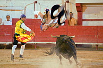 "Recortadores" / Bull leaping, a spanish game played in the bullring with dangerous bulls, Camargue, France, August 2008