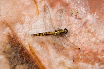 Dead dragonfly on salt at commerical salt farm, Salin de Giraud, Camargue, France, July 2008